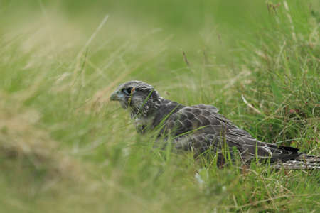 young Gyrfalcon Gerfalcon Icelandの写真素材