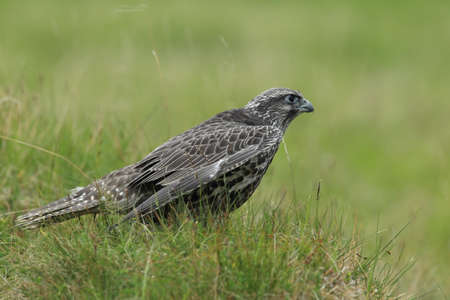 young Gyrfalcon Gerfalcon Icelandの写真素材