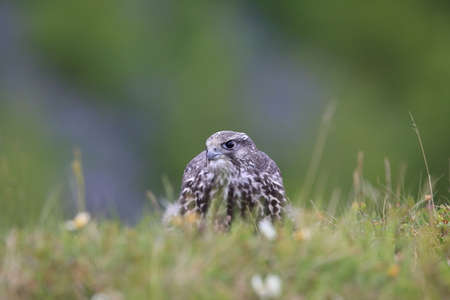young Gyrfalcon Gerfalcon Icelandの写真素材