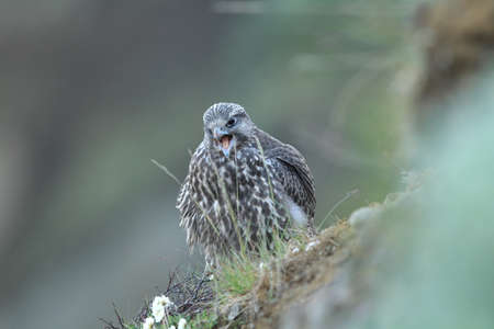 young Gyrfalcon Gerfalcon Icelandの写真素材