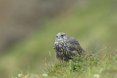 young Gyrfalcon Gerfalcon Icelandの写真素材