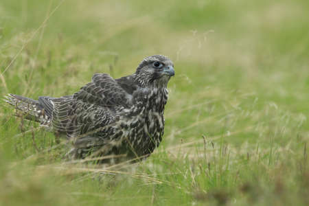 young Gyrfalcon Gerfalcon Icelandの写真素材