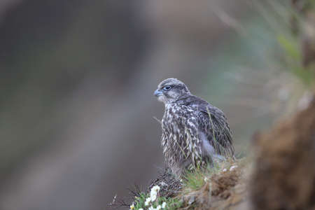 young Gyrfalcon Gerfalcon Icelandの写真素材