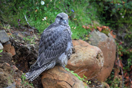 young Gyrfalcon Gerfalcon Icelandの写真素材