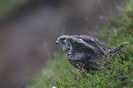 young Gyrfalcon Gerfalcon Icelandの写真素材