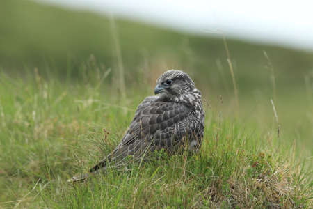 young Gyrfalcon Gerfalcon Icelandの写真素材