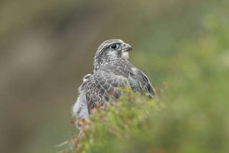 young Gyrfalcon Gerfalcon Icelandの写真素材