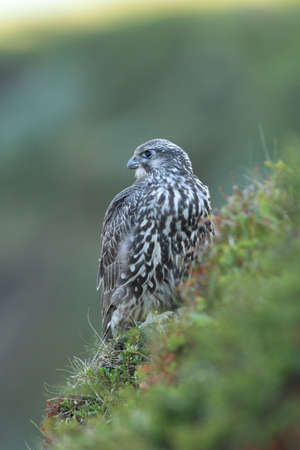 young Gyrfalcon Gerfalcon Icelandの写真素材
