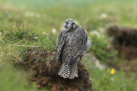 young Gyrfalcon Gerfalcon Icelandの写真素材