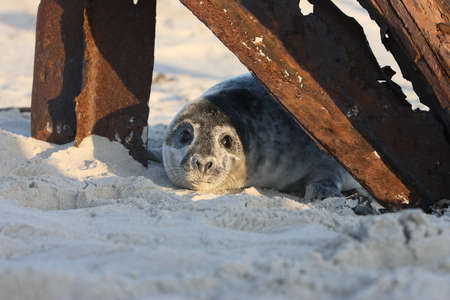 Grey Seal (Halichoerus grypus) Pup Helgoland Germanyの写真素材