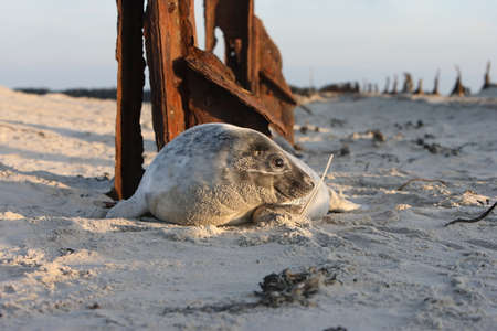 Grey Seal (Halichoerus grypus) Pup Helgoland Germanyの写真素材