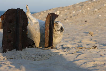 Grey Seal (Halichoerus grypus) Pup Helgoland Germanyの写真素材