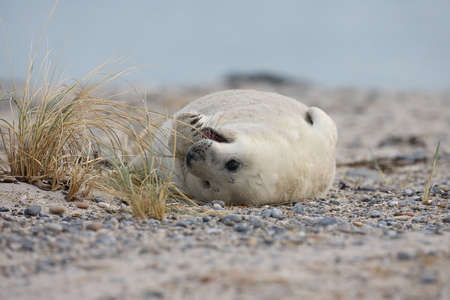 Grey Seal (Halichoerus grypus) Pup Helgoland Germanyの写真素材