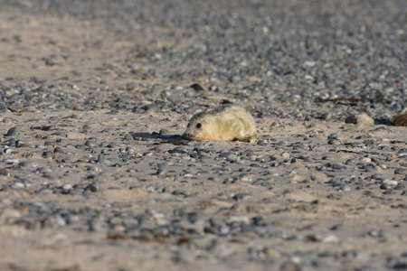 Grey Seal (Halichoerus grypus) Pup Helgoland Germanyの写真素材