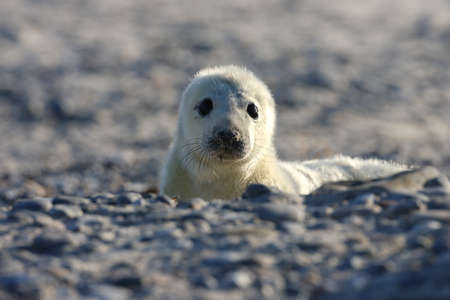Grey Seal (Halichoerus grypus) Pup Helgoland Germanyの写真素材