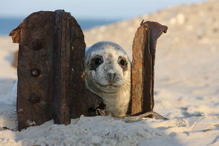 Grey Seal (Halichoerus grypus) Pup Helgoland Germanyの写真素材