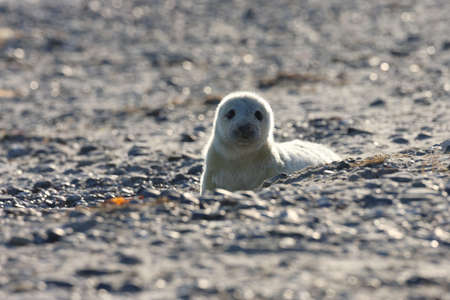 Grey Seal (Halichoerus grypus) Pup Helgoland Germanyの写真素材
