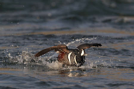 Harlequin Duck (Histrionicus histrionicus) Icelandの写真素材