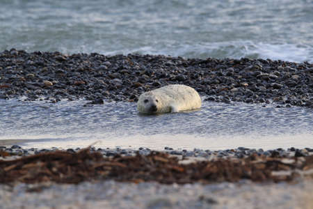 Grey Seal (Halichoerus grypus) Pup Helgoland Germanyの写真素材