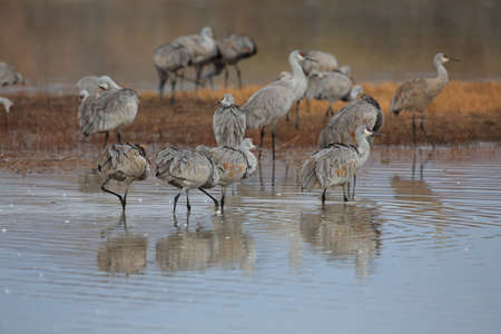 Sandhill Crane Bosque del Apache Wildlife Reserve New Mexico USAの写真素材