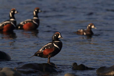 Harlequin Duck (Histrionicus histrionicus) Icelandの写真素材