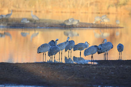 Sandhill Crane Bosque del Apache Wildlife Reserve New Mexico USAの写真素材