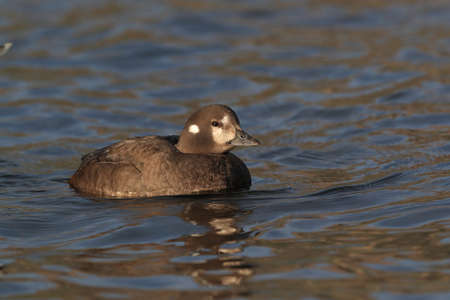 Harlequin Duck (Histrionicus histrionicus) Icelandの写真素材