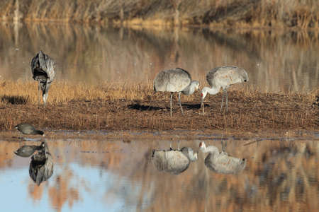 Sandhill Crane Bosque del Apache Wildlife Reserve New Mexico USAの写真素材