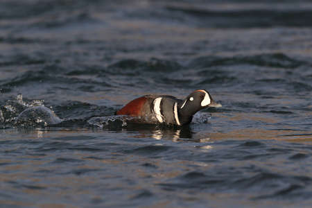 Harlequin Duck (Histrionicus histrionicus) Icelandの写真素材
