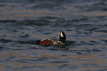 Harlequin Duck (Histrionicus histrionicus) Icelandの写真素材