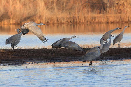 Sandhill Crane Bosque del Apache Wildlife Reserve New Mexico USAの写真素材