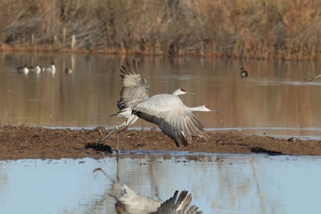 Sandhill Crane Bosque del Apache Wildlife Reserve New Mexico USAの写真素材
