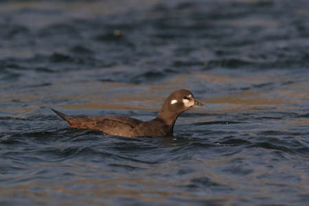 Harlequin Duck (Histrionicus histrionicus) Icelandの写真素材