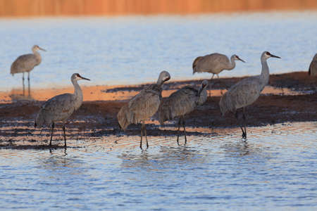 Sandhill Crane Bosque del Apache Wildlife Reserve New Mexico USAの写真素材