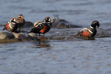Harlequin Duck (Histrionicus histrionicus) Icelandの写真素材