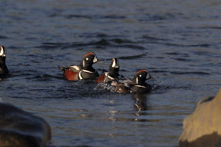 Harlequin Duck (Histrionicus histrionicus) Icelandの写真素材