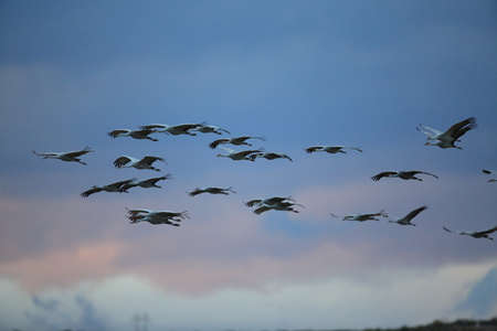 Sandhill Crane Bosque del Apache Wildlife Reserve New Mexico USAの写真素材