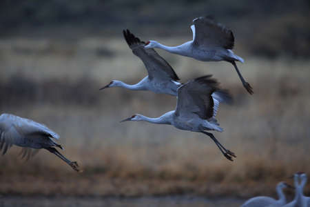 Sandhill Crane Bosque del Apache Wildlife Reserve New Mexico USAの写真素材