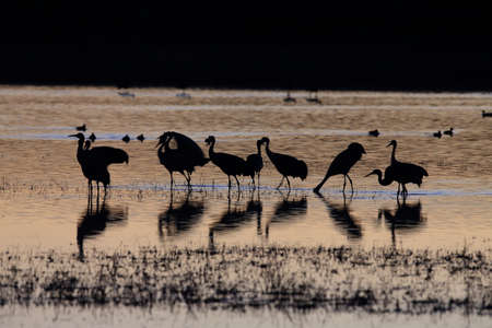 Sandhill Crane Bosque del Apache Wildlife Reserve New Mexico USAの写真素材