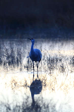 Sandhill Crane Bosque del Apache Wildlife Reserve New Mexico USAの写真素材