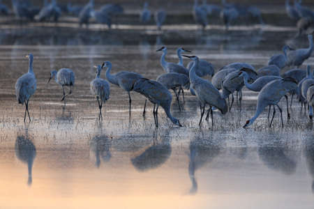 Sandhill Crane Bosque del Apache Wildlife Reserve New Mexico USAの写真素材