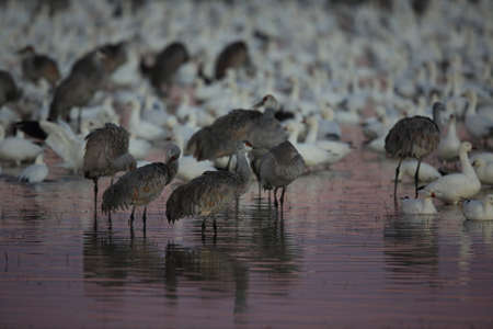 Sandhill Crane Bosque del Apache Wildlife Reserve New Mexico USAの写真素材