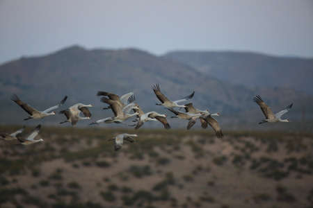 Sandhill Crane Bosque del Apache Wildlife Reserve New Mexico USAの写真素材