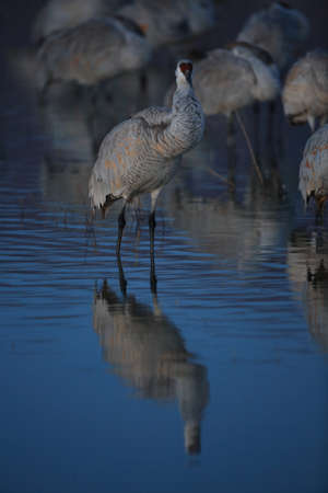 Sandhill Crane Bosque del Apache Wildlife Reserve New Mexico USAの写真素材