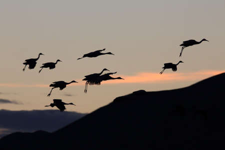 Sandhill Crane Bosque del Apache Wildlife Reserve New Mexico USAの写真素材