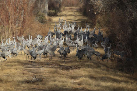 Sandhill Crane Bosque del Apache Wildlife Reserve New Mexico USAの写真素材