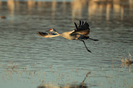 Sandhill Crane Bosque del Apache Wildlife Reserve New Mexico USAの写真素材
