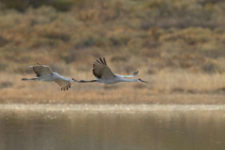 Sandhill Crane Bosque del Apache Wildlife Reserve New Mexico USA