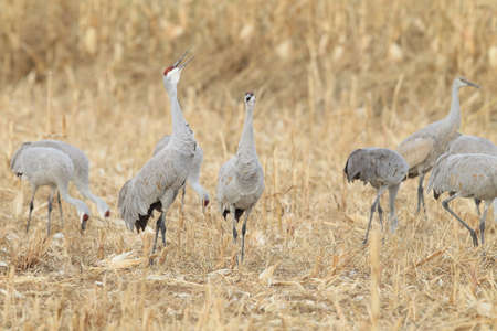 Sandhill Crane Bosque del Apache Wildlife Reserve New Mexico USAの写真素材