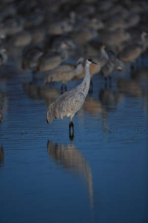 Sandhill Crane Bosque del Apache Wildlife Reserve New Mexico USAの写真素材